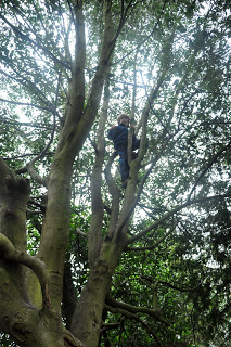 Climbing Trees 1