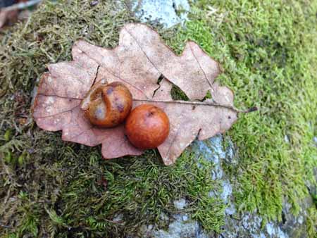 How to make ink from oak galls