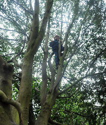 Did you used to climb trees?