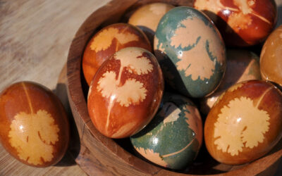Nature transforms an egg…..or how to make green eggs