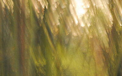 A woodland poem: Reviewing and reflecting